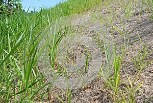 Permanent slope protection using the close turfing method to prevent erosion.