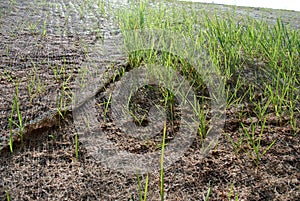 Permanent slope protection using the close turfing method to prevent erosion.