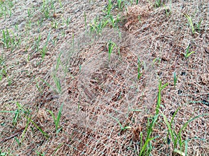 Permanent slope protection using the close turfing method to prevent erosion.