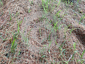Permanent slope protection using the close turfing method to prevent erosion.