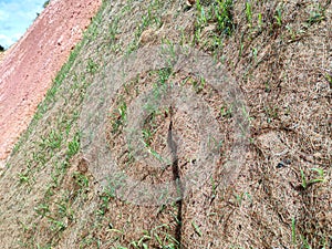 Permanent slope protection using the close turfing method to prevent erosion.