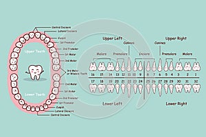 Permanent tooth cartoon chart