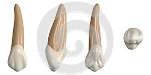 Permanent upper canine tooth. 3D illustration of the anatomy of the maxillary canine tooth in buccal, proximal, lingual and occlus