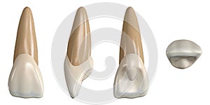 Permanent upper central incisor tooth. 3D illustration of the anatomy of the maxillary central incisor tooth in buccal, proximal,