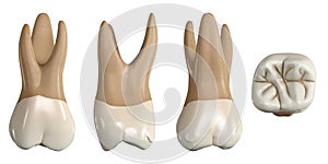 Permanent upper first molar tooth. 3D illustration of the anatomy of the maxillary first molar tooth in buccal, proximal, lingual