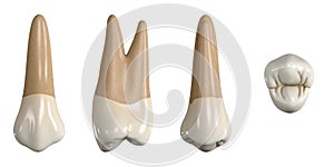 Permanent upper first premolar tooth. 3D illustration of the anatomy of the maxillary first premolar tooth in buccal, proximal, li