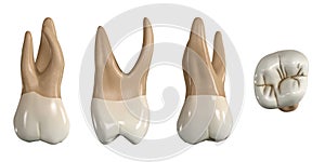 Permanent upper second molar tooth. 3D illustration of the anatomy of the maxillary second molar tooth in buccal, proximal, lingua