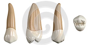 Permanent upper second premolar tooth. 3D illustration of the anatomy of the maxillary second premolar tooth in buccal, proximal,