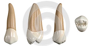 Permanent upper second premolar tooth. 3D illustration of the anatomy of the maxillary second premolar tooth in buccal, proximal, photo