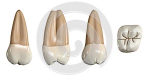 Permanent upper third molar tooth. 3D illustration of the anatomy of the maxillary third molar tooth in buccal, proximal, lingual photo