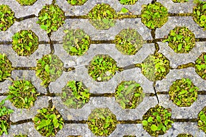 Permeable pavement with grass. Eco friendly parking