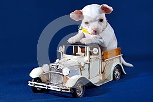 Permissible Luxury - White Chihuahua puppy on a toy car