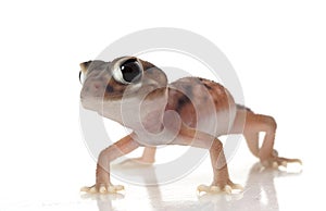 Pernatty Knob Tailed Gecko