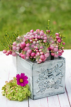 Pernettya flowers in a pot