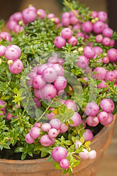 Pernettya gaulteriya Pinkberry Berry. Decorative evergreen shrub of the heather family. Pernettya fruits are pink white purple.