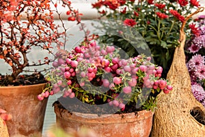 Pernettya mucronata evergreen shrub with pink berries. Autumn plant in clay flower pot