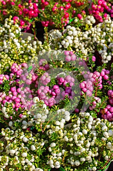 Pernettya ripened autumn fruits. Berries of a white pink potted plant Pernettya Gaultheria, top view background vertical