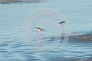 Pernilongo de costas brancas in the water