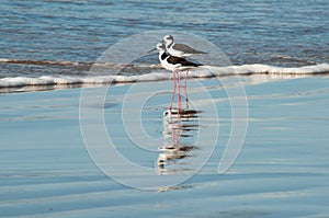 Pernilongo de costas brancas in the water photo