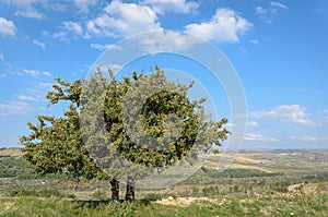 Pero selvatico wild pear tree - Pyrus pyraster photo