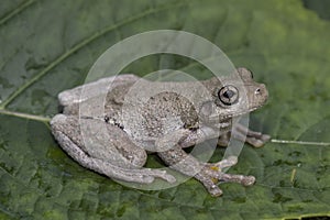 Peron`s Tree Frog