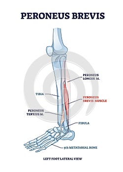 Peroneus brevis leg muscle with longus and tertius location outline diagram photo