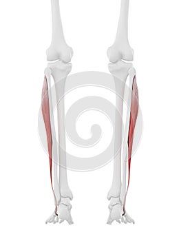 The Peroneus Longus