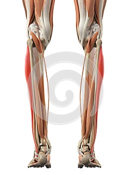 The peroneus longus