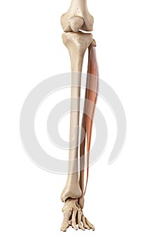 The peroneus longus