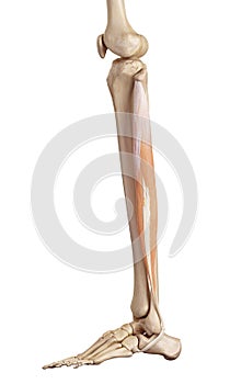 The peroneus longus