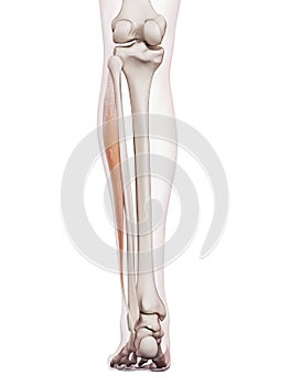 The peroneus longus