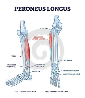 Peroneus longus muscle with leg muscular and skeletal system outline diagram