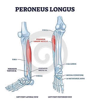 Peroneus longus muscle with leg muscular and skeletal system outline diagram photo