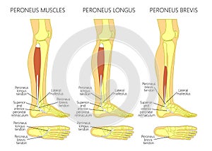 Peroneus longus muscle photo