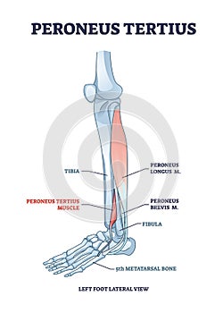 Peroneus tertius leg muscle with longus and brevis location outline diagram