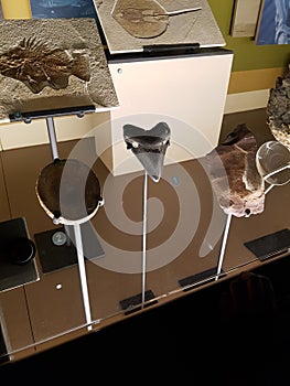 Perot Museum, Dallas