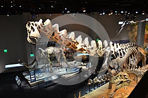 Perot Museum Fossils