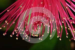 Perote flower in green garden photo