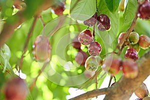 Perote red fruits photo