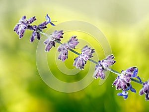 Perovskia atriplicifolia