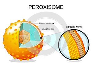 Peroxisome anatomy. Cross section of a cell organelle