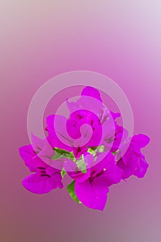 Perple bougainvillea flowers on perple background. beautiful flowers card