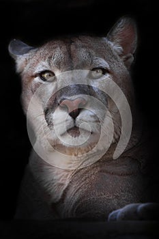 Perplexed questioning look of a powerful cougar full face, head on a black