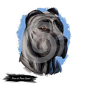 Perro de Presa Canario dog portrait isolated on white. Digital art illustration web, t-shirt print and puppy cover design, clipart photo