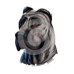 Perro de Presa Canario dog portrait isolated on white. Digital art illustration web, t-shirt print and puppy cover design, clipart photo