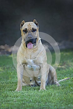 Perro de Presa Canario photo