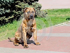 Perro de Presa Canario seats. photo