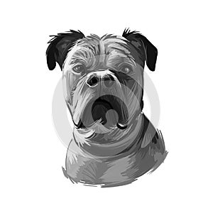 Perro de Presa Mallorquin dog portrait isolated. Digital t-shirt print and puppy cover design, clipart. Mallorquin Mastiff, Perro photo