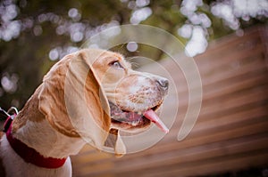 Perro de raza beagle sacando la lengua photo