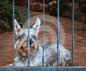 Perro, dog, mascota. photo